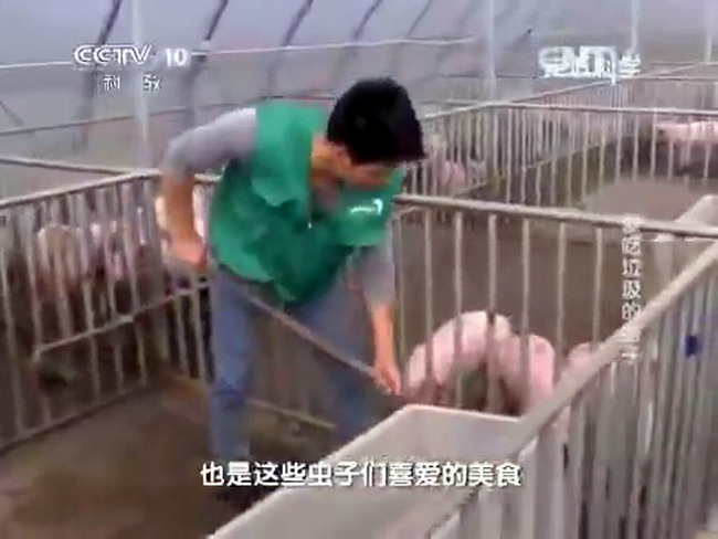 Выращивание и откорм свиней